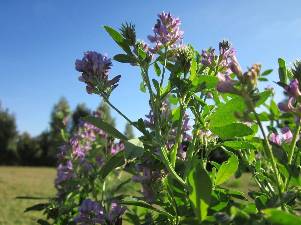 Image for Alfalfa for Gout and Uric Acid.