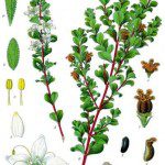 Buchu herbal remedy for gout.