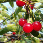 Cherries are a powerful natural gout remedy.
