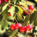 Hawthorn is an ancient gout home remedy.