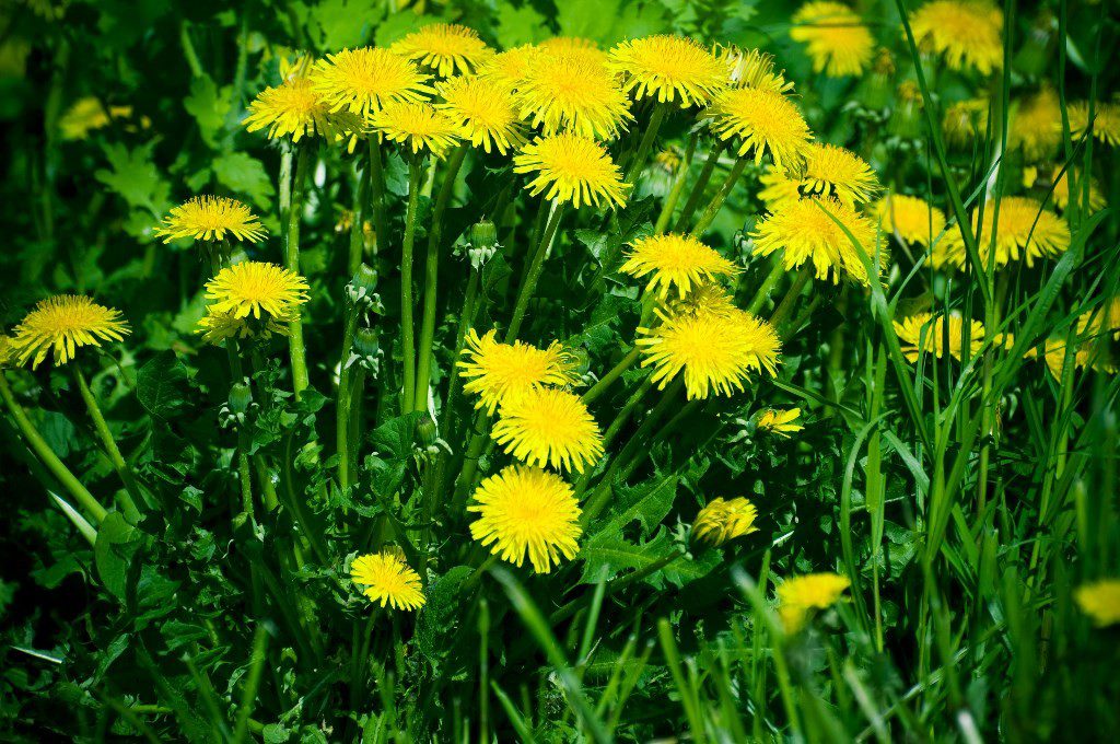 dandelion for gout