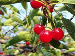 montmorency cherries for gout