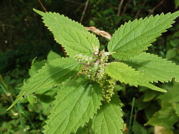 Stinging nettles natural gout remedy.