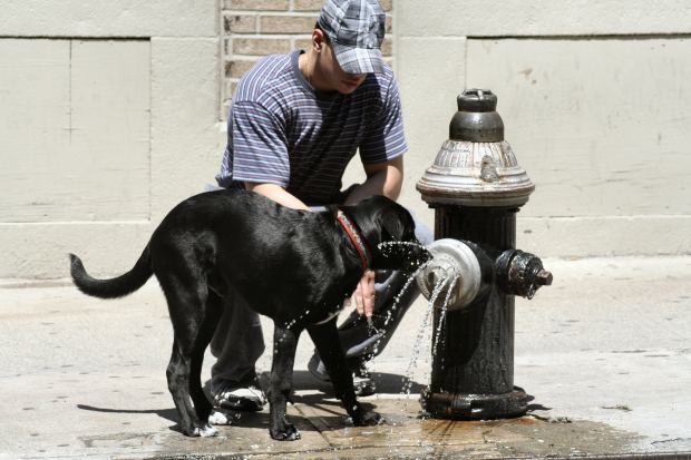 a dog drinking water from a fire hydrant