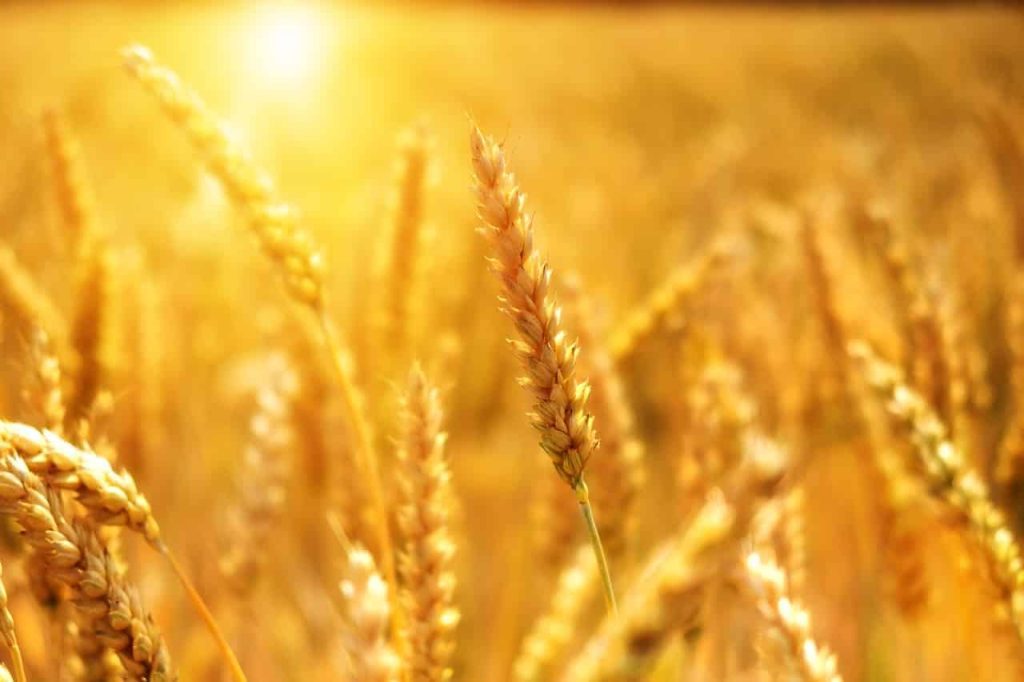 Gluten and Gout: Does Gluten (in Wheat) Cause Gout?